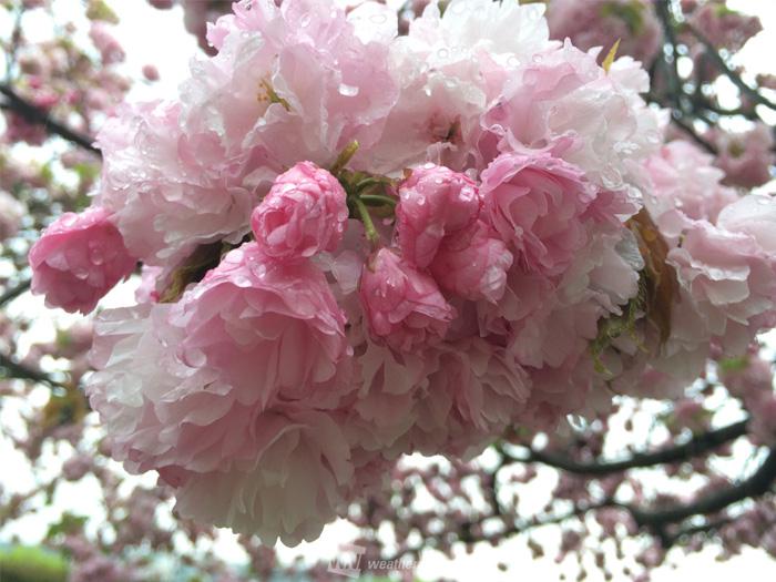 七十二候 桜始開 ソメイヨシノじゃない桜 いくつ思い浮かびますか ウェザーニュース