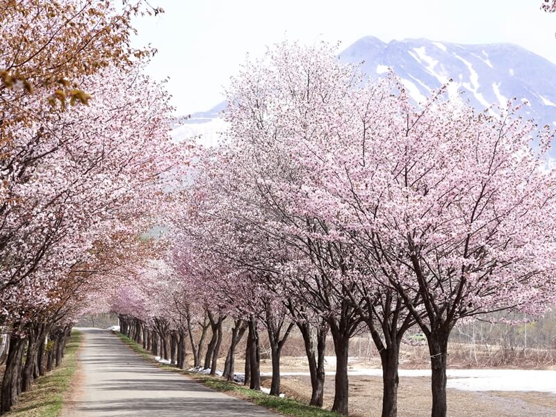 お花見ドライブで楽しむ 世界一の桜並木 ウェザーニュース