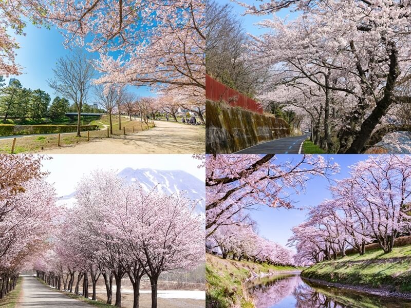 お花見ドライブで楽しむ 世界一の桜並木 ウェザーニュース
