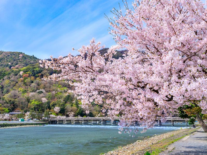 初桜 徒桜 桜花爛漫 さくらの日 に触れたい 桜の言葉 ウェザーニュース