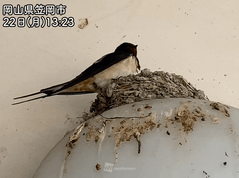 愛くるしい春の使者 ツバメが飛来 - ウェザーニュース