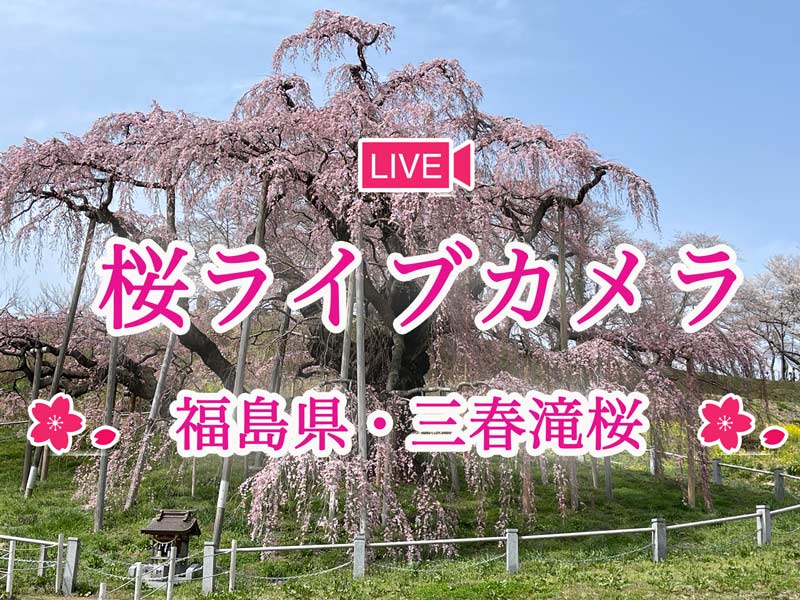 お花見ライブカメラ 国の天然記念物 三春滝桜 を楽しもう ウェザーニュース