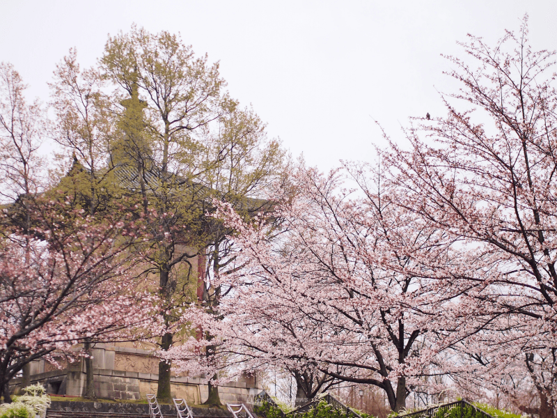 桜開花情報 そろそろ桜終盤 見納めは土曜日がおすすめ ウェザーニュース