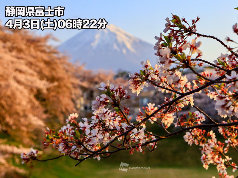 関東や東海 近畿では桜が見納め ウェザーニュース