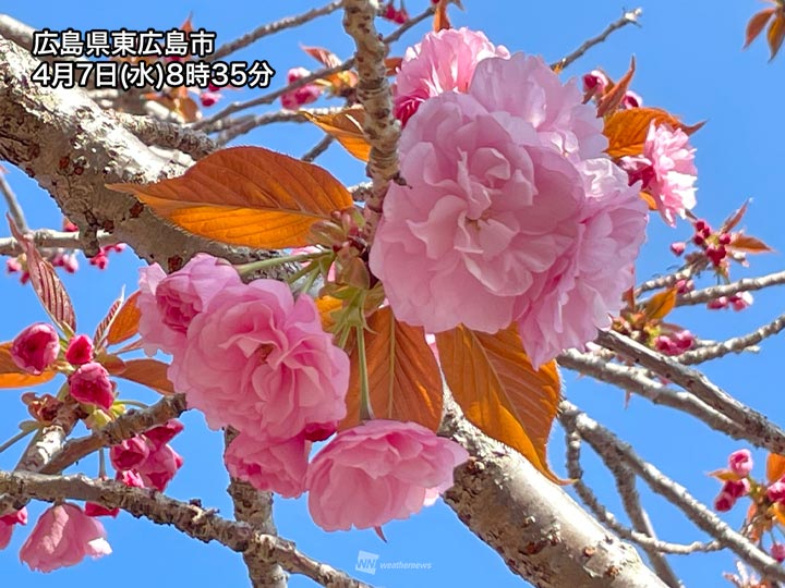 関東などでまだ見られる桜 青空に映える八重桜が満開 ウェザーニュース