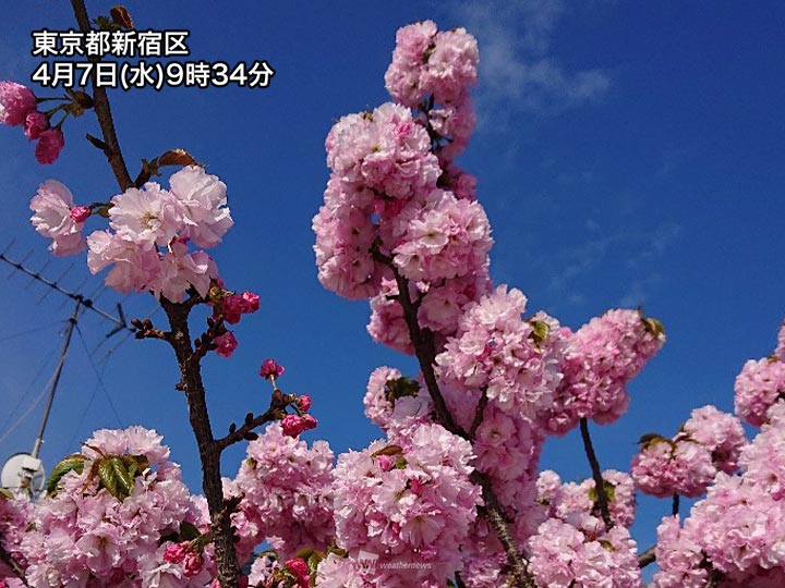 関東などでまだ見られる桜 青空に映える八重桜が満開 ウェザーニュース