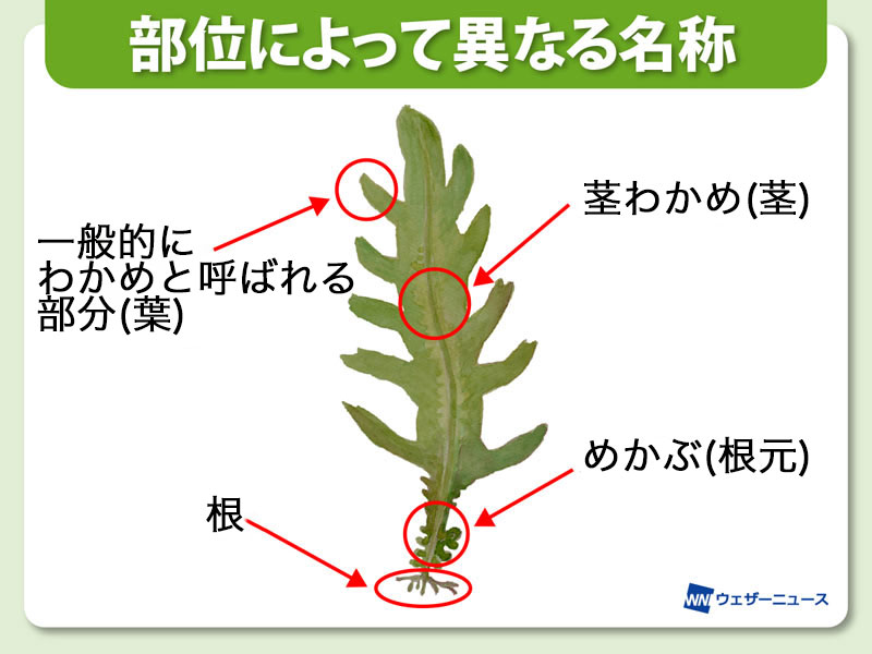 わかめとめかぶ 茎わかめ 違いは部位 ウェザーニュース