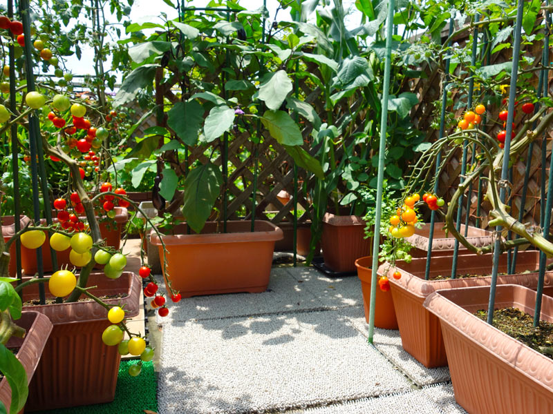 家庭菜園の初心者必見 苗の植え付けは5月になってからの方が良い理由 ウェザーニュース