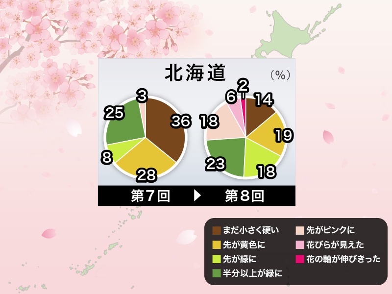 北海道 桜のつぼみは少しずつ生長が進む ウェザーニュース