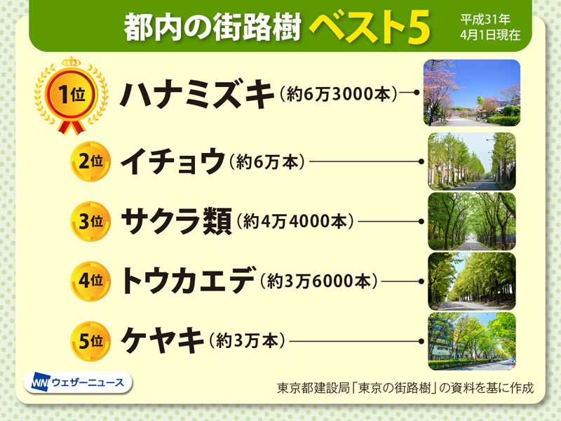 新緑の季節 東京都に一番多い街路樹を知っていますか ウェザーニュース