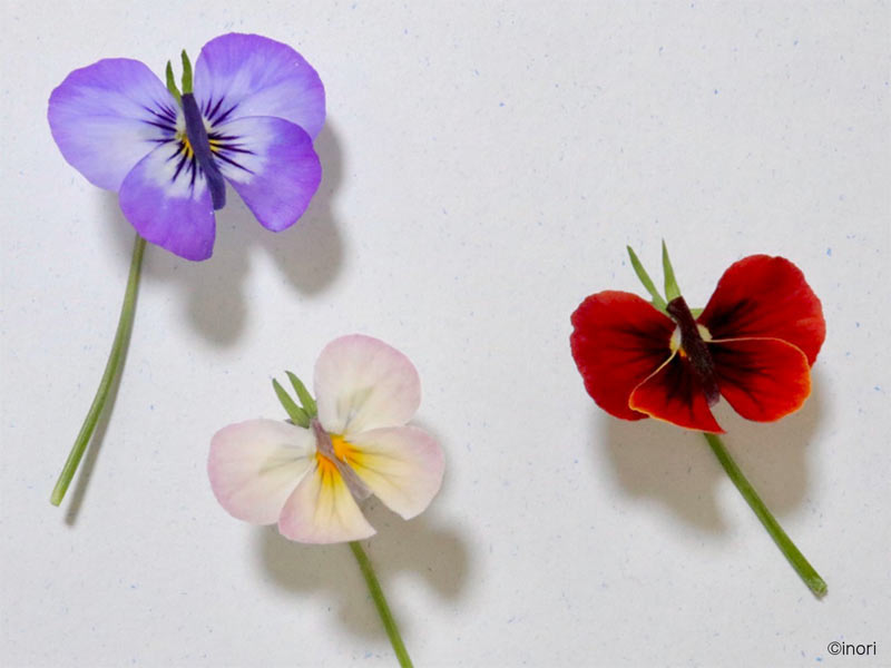 簡単にできる！ ビオラやパンジーで蝶々(ちょうちょ)を作ってみよう 