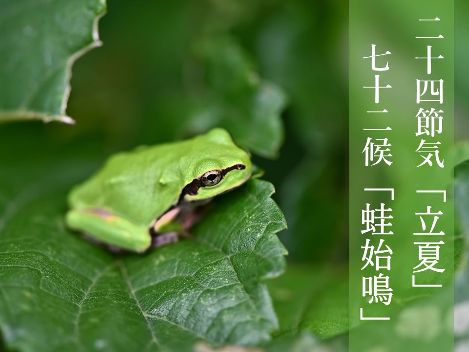二十四節気「立夏」 七十二候「蛙始鳴」 - ウェザーニュース