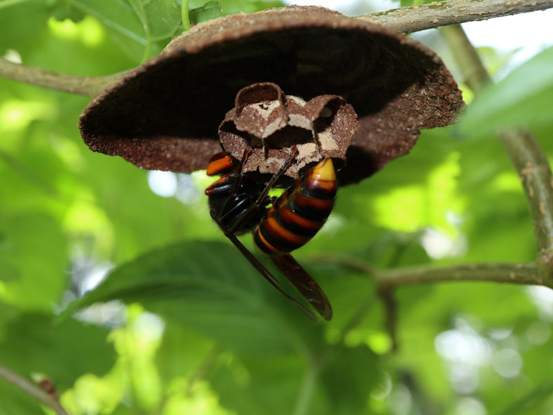 スズメバチやアシナガバチの巣ができやすい場所 ウェザーニュース