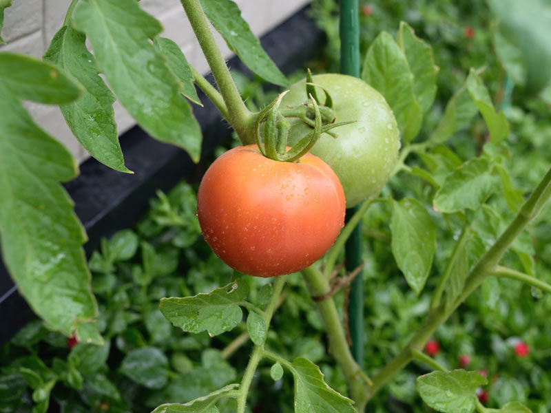 初心者必見 人気のトマト栽培で失敗しない水やりの3つのポイント ウェザーニュース