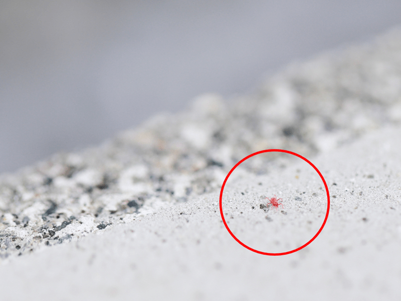 小さな赤い虫 5月によく見かけるその正体は ウェザーニュース