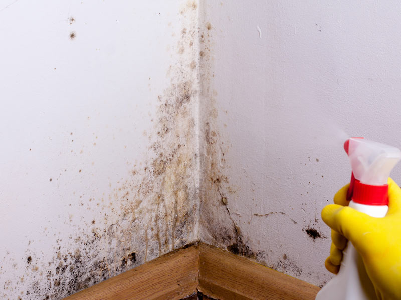 Easy With Vinegar Baking Soda Etc How To Remove Mold From Wallpaper Weathernews Newsdirectory3
