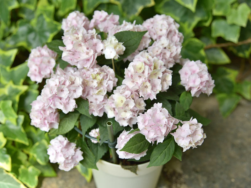 フラワーアーティストが選ぶ いま人気のアジサイ品種4選 ウェザーニュース