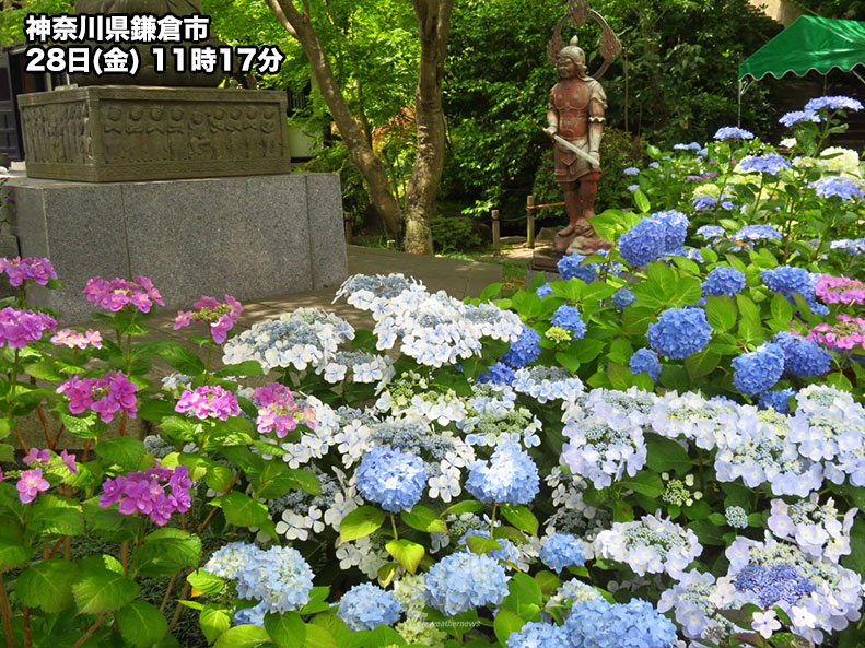 鎌倉 長谷寺の紫陽花も例年より早く色づく 関東の梅雨入りもまもなくか ウェザーニュース