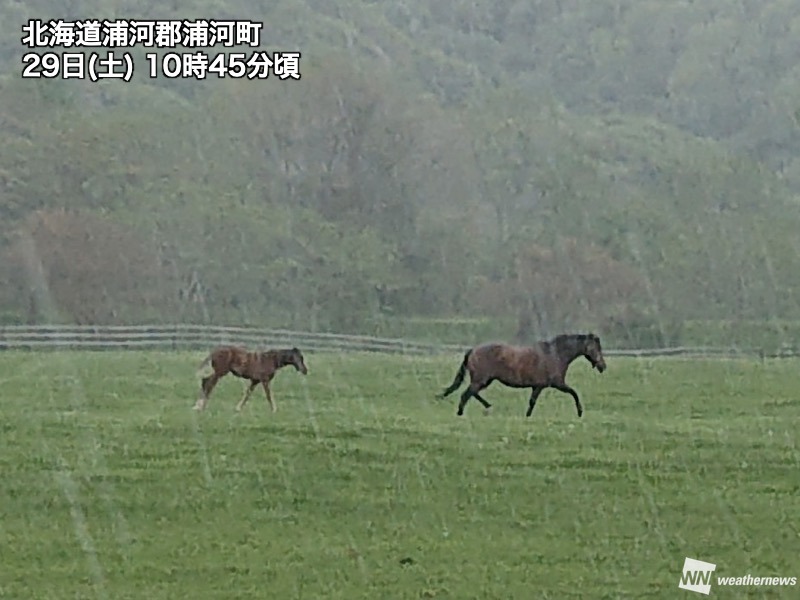 北海道で本降りの雨 夜にかけて落雷や強風にも注意 - ウェザーニュース