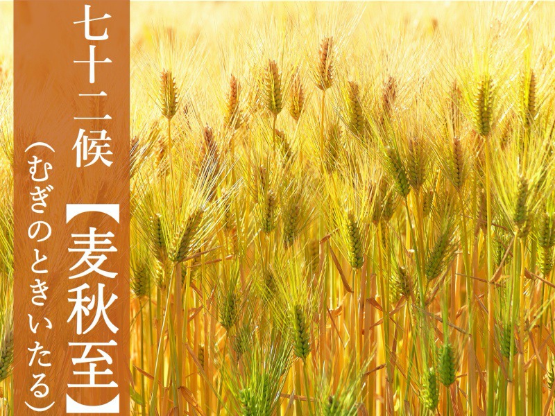 七十二候「麦秋至」 麦の収穫期は実は初夏 - ウェザーニュース