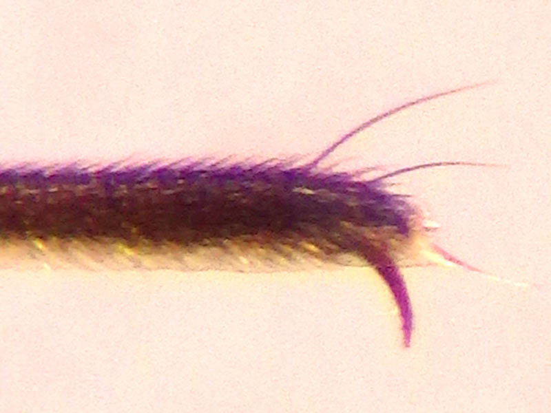 アメンボの不思議 どうやって浮く 実は空を飛ぶ ウェザーニュース