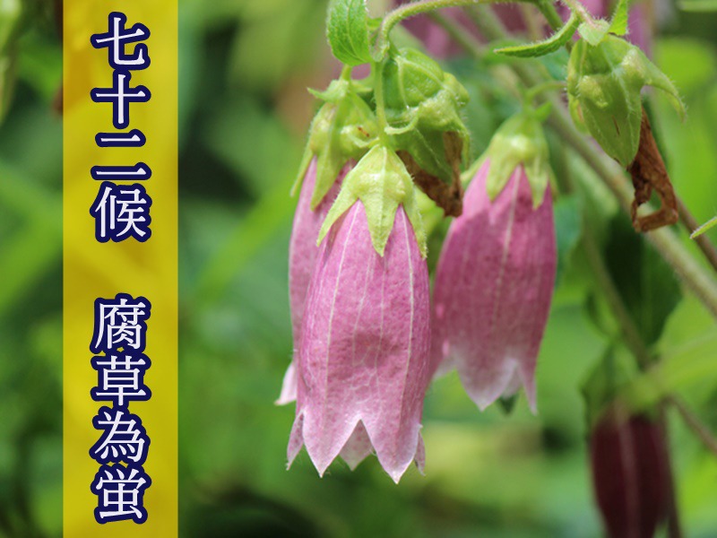 七十二候 腐草為蛍 ほたるが飛び始める時期 ウェザーニュース