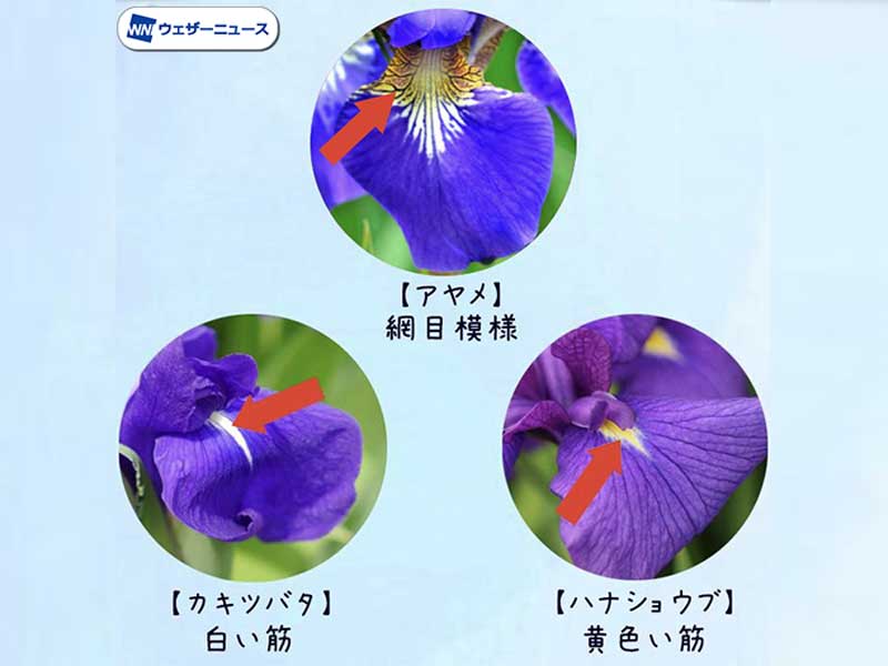 七十二候「菖蒲華（あやめはなさく）」アヤメとショウブの見分け方
