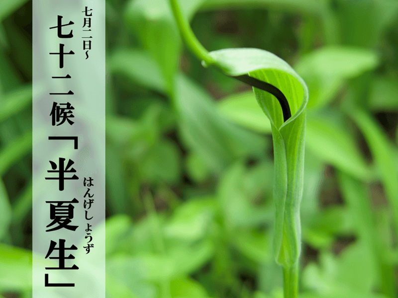 七十二候 半夏生 雑節でもある半夏生 どういう季節 ウェザーニュース