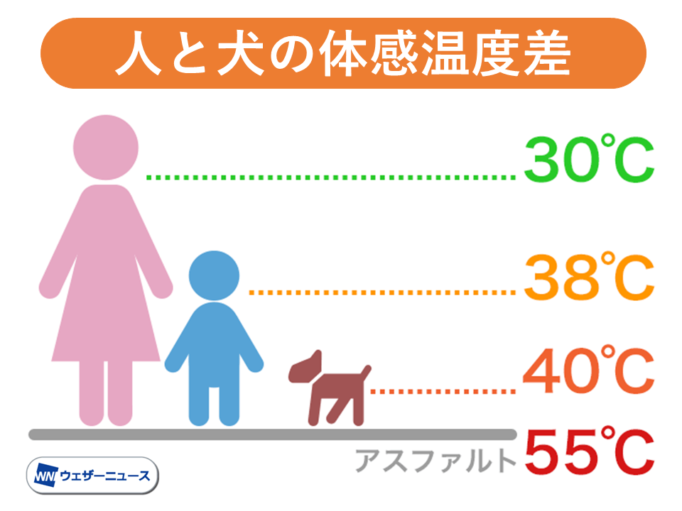 犬の熱中症や火傷に注意 人より犬はもっと暑い ウェザーニュース