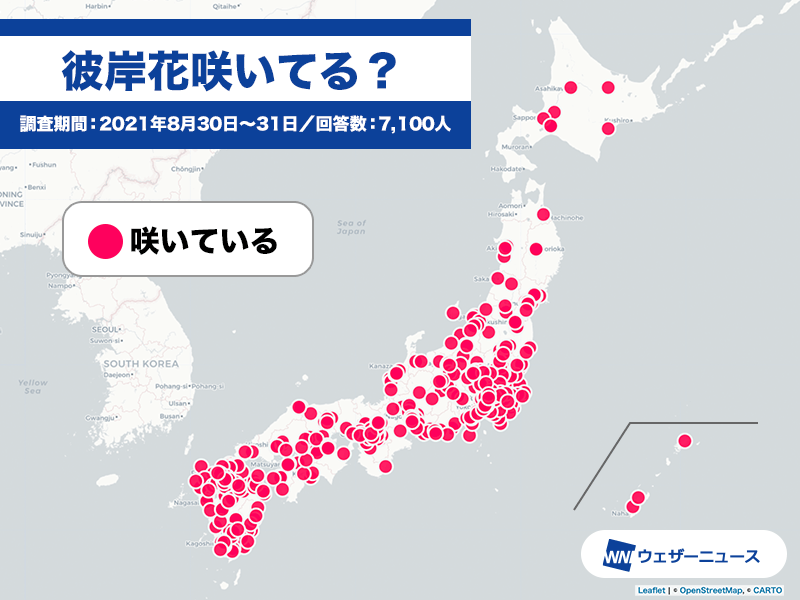 お彼岸の前に早くもヒガンバナ 彼岸花 が開花 実は違う品種かも ウェザーニュース