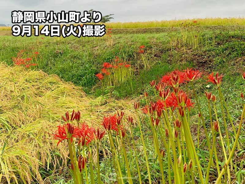 彼岸花 ヒガンバナ の季節到来 九州で開花多く 東京でも3割超 ウェザーニュース