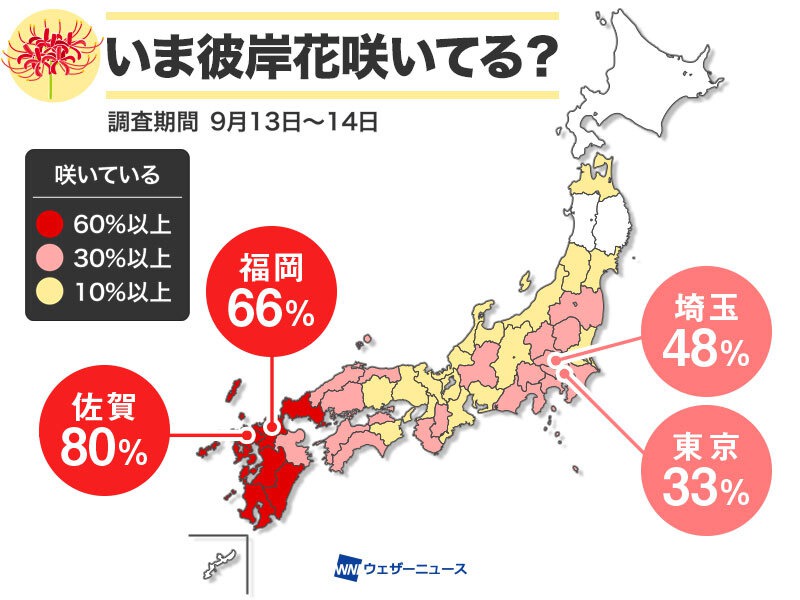 彼岸花 ヒガンバナ の季節到来 九州で開花多く 東京でも3割超 ウェザーニュース