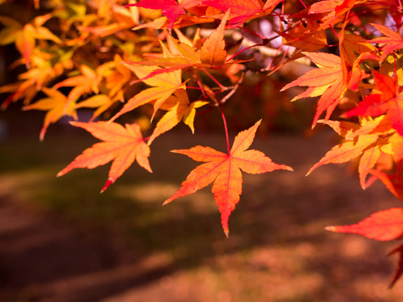 秋 袋帯 洒落帯 しゃれ帯 柳 橋 紅葉 モミジ 紅葉狩り もみじ オレンジ ...