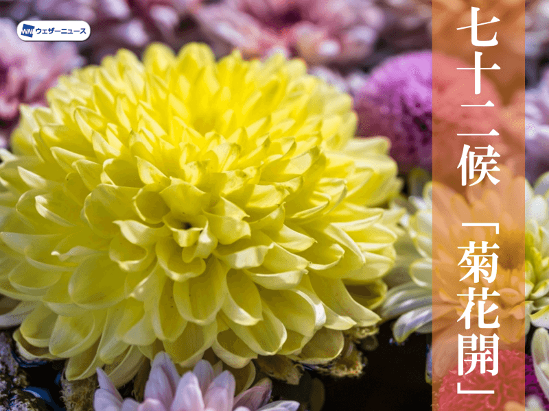 七十二候 菊花開 不老長寿を願う菊が主役の節句 ウェザーニュース