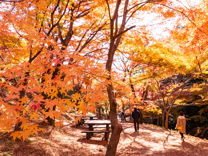 秋の夜長に「紅葉百人一首」5首 平安時代の雅な自然観 - ウェザーニュース