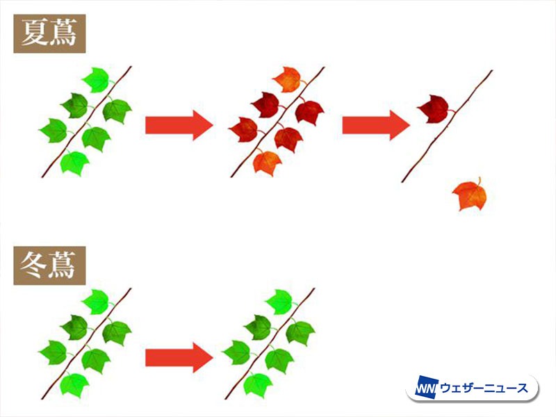 七十ニ候「楓蔦黄」 意外と知らないモミジとカエデの違い - ウェザー 