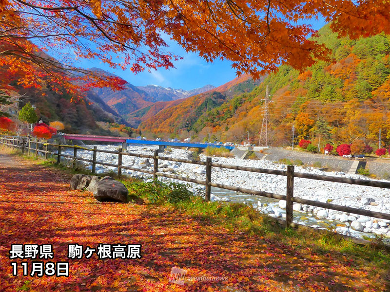 紅葉 今週末おすすめ情報 東京 高尾山や京都 高雄でも見頃に ウェザーニュース