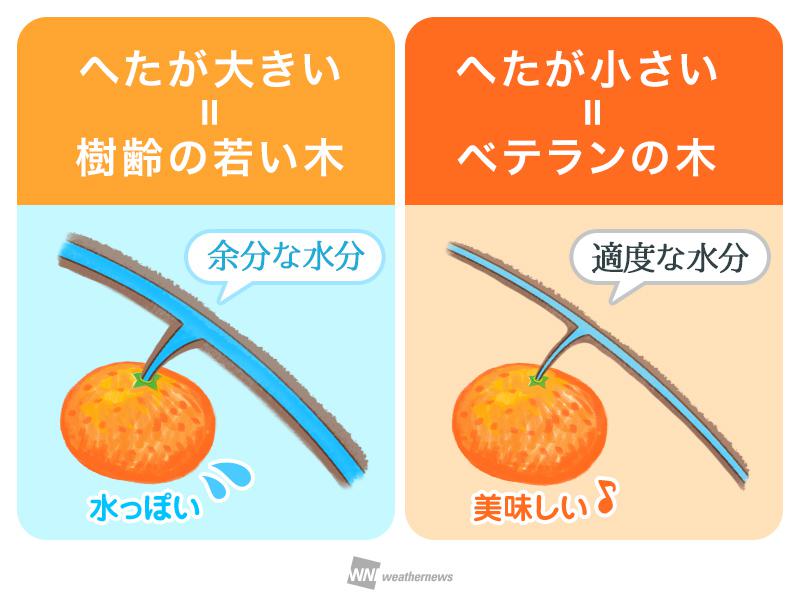 美味しいみかんの見分け方 皮とヘタに注目 ウェザーニュース
