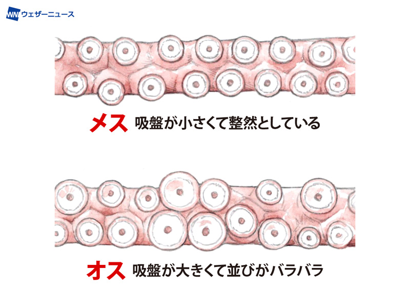 タコはオスとメスで食感に違い 見分ける方法は ウェザーニュース