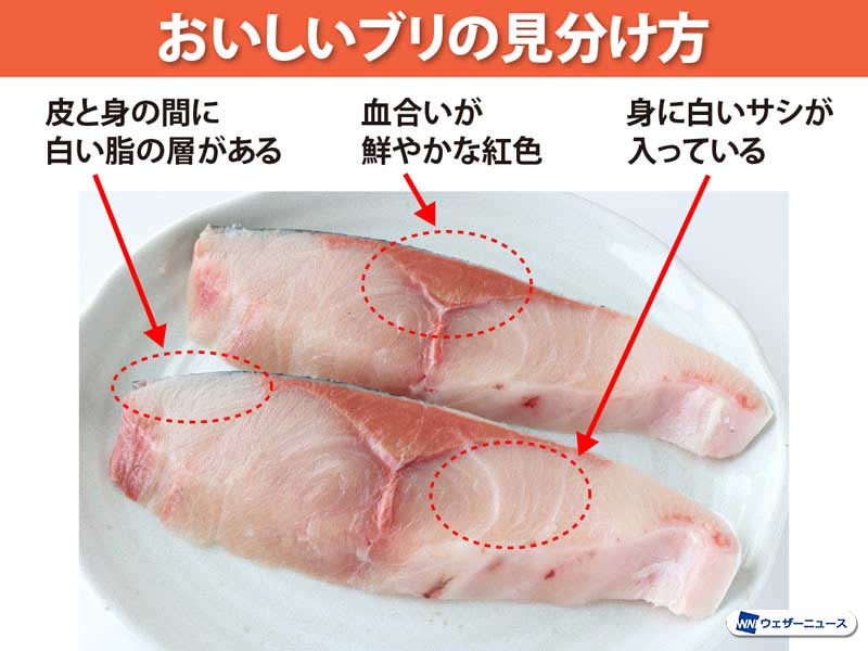 ブリの見分け方 脂の乗りは皮の色でわかる ウェザーニュース