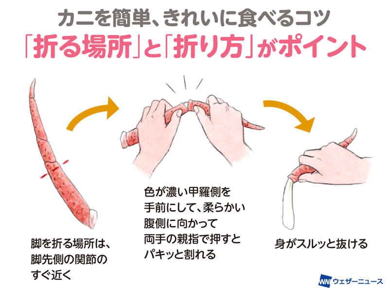 カニを簡単 きれいに食べるコツ 折る場所と折り方が決め手 ウェザーニュース