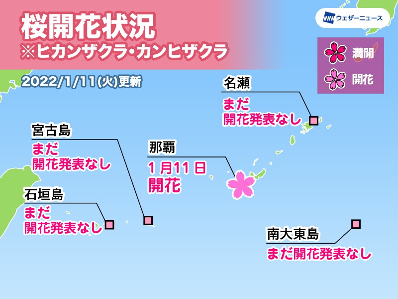 沖縄 那覇でヒカンザクラが咲く 桜開花観測は今シーズン全国初 ウェザーニュース