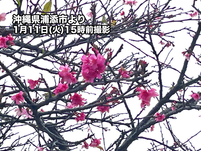 沖縄 那覇でヒカンザクラが咲く 桜開花観測は今シーズン全国初 ウェザーニュース