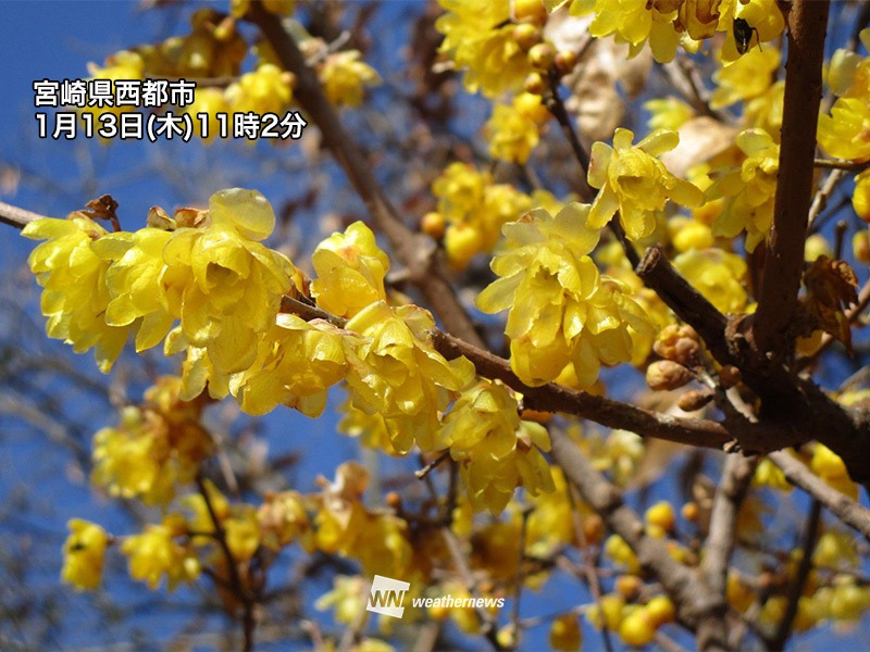 可憐に綻ぶ冬のビタミンカラー ロウバイ(蝋梅)が開花 - ウェザーニュース