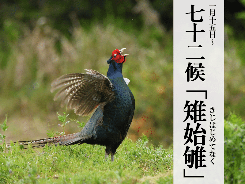 七十二候 雉始雊 日本の国鳥である雉 きじ の強さ ウェザーニュース