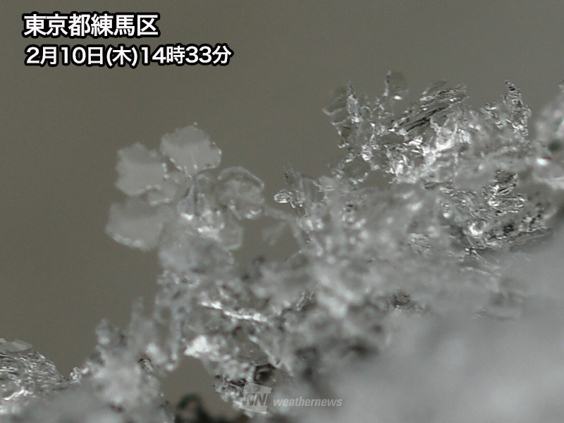 天から送られた手紙」 雪の結晶から関東の雪を読み解く - ウェザーニュース