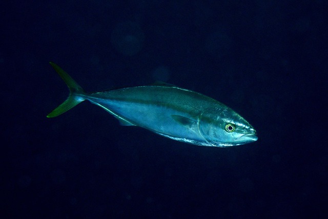 さかな へん うお へん の漢字 ウェザーニュース