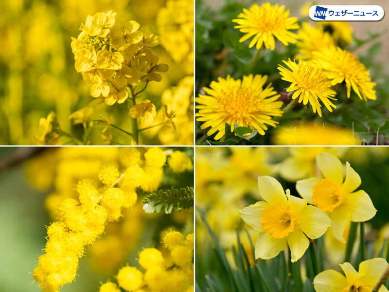 春に黄色い花が多いのはなぜ ウェザーニュース