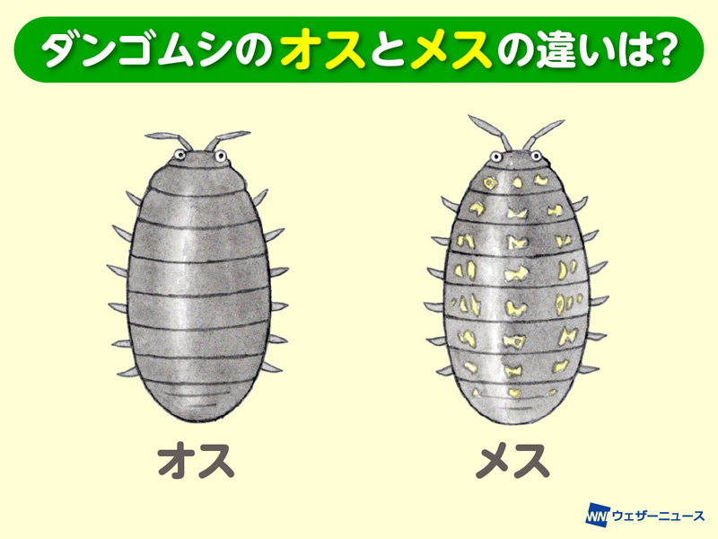 ダンゴムシは昆虫じゃなく 甲殻類 ウェザーニュース