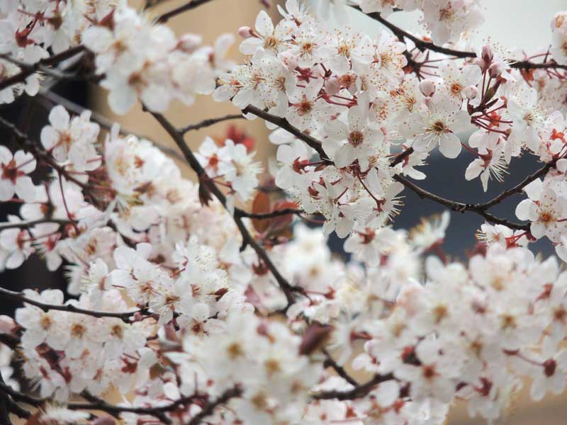 桜とよく似たこの花の名前、知っていますか？ - ウェザーニュース